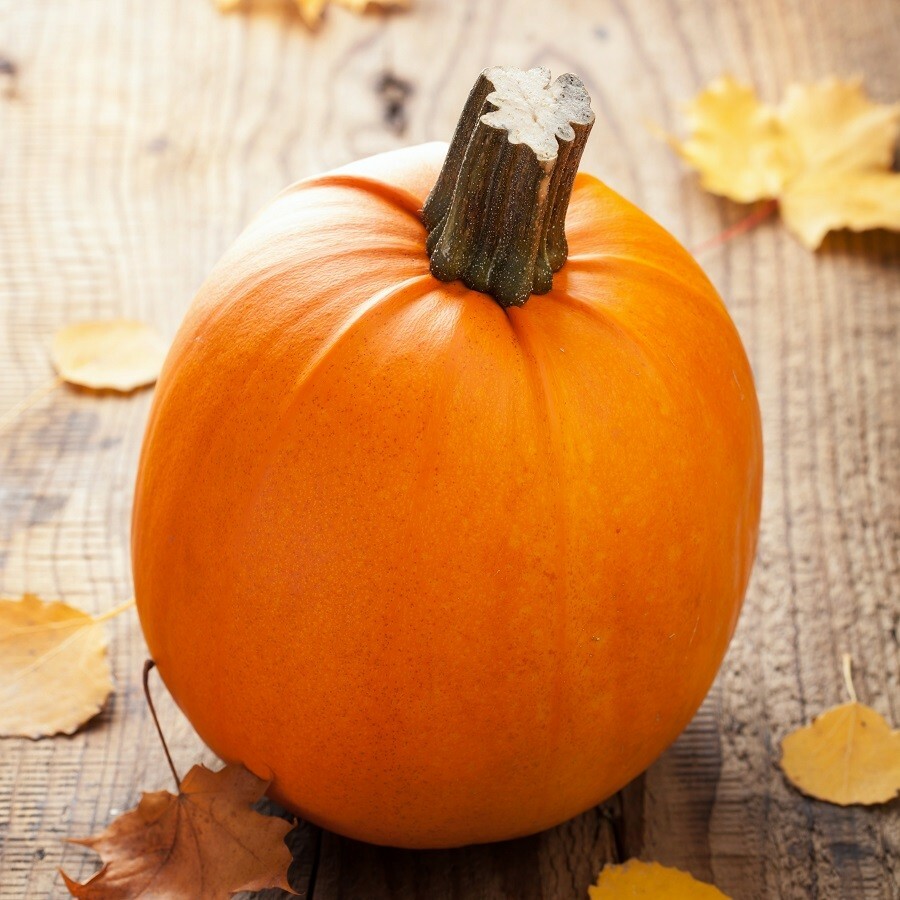 Pumpkin Pie Sugar Pumpkin Seeds | Fall Garden Vegetable Gourd Squash Seed 2024