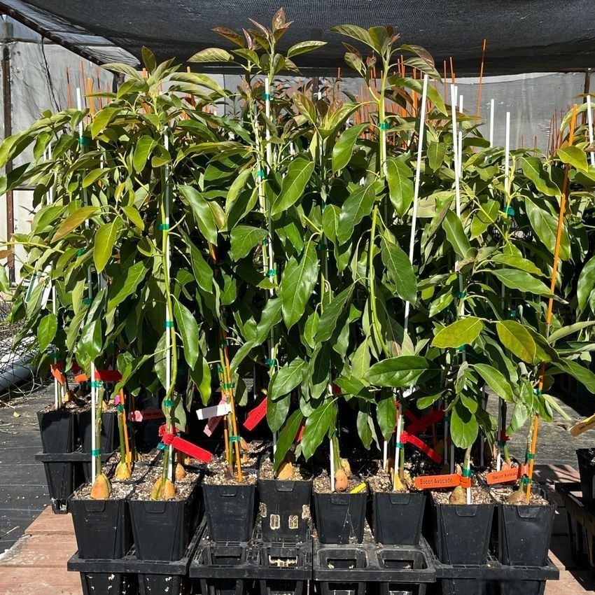 Avocado ‘Zutano’ grafted plant, Primo Size 18”-36” tall, “B” type