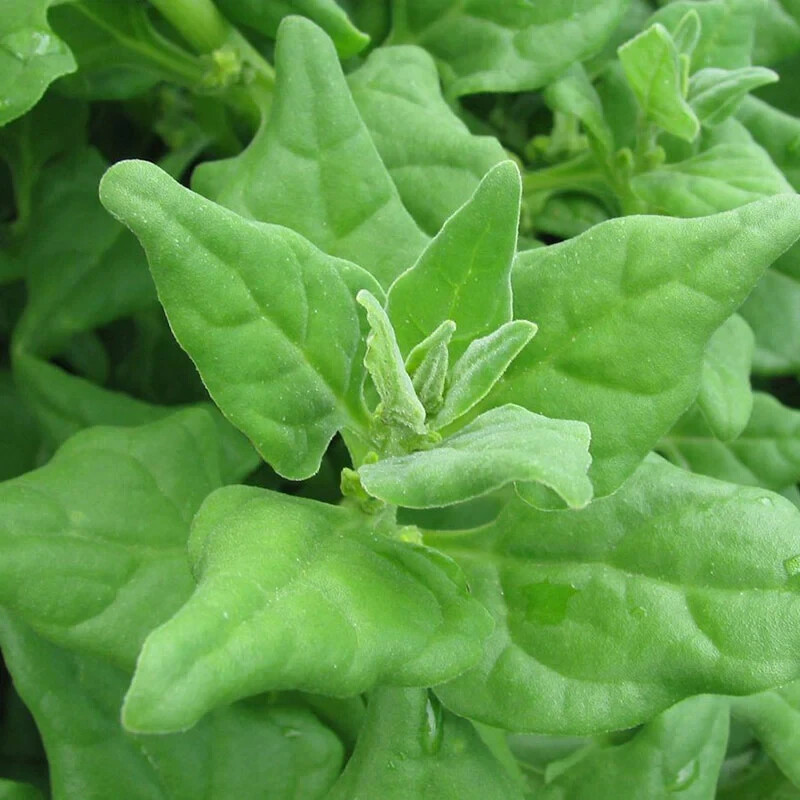 50 New Zealand Spinach Seeds Non-GMO Free Shipping