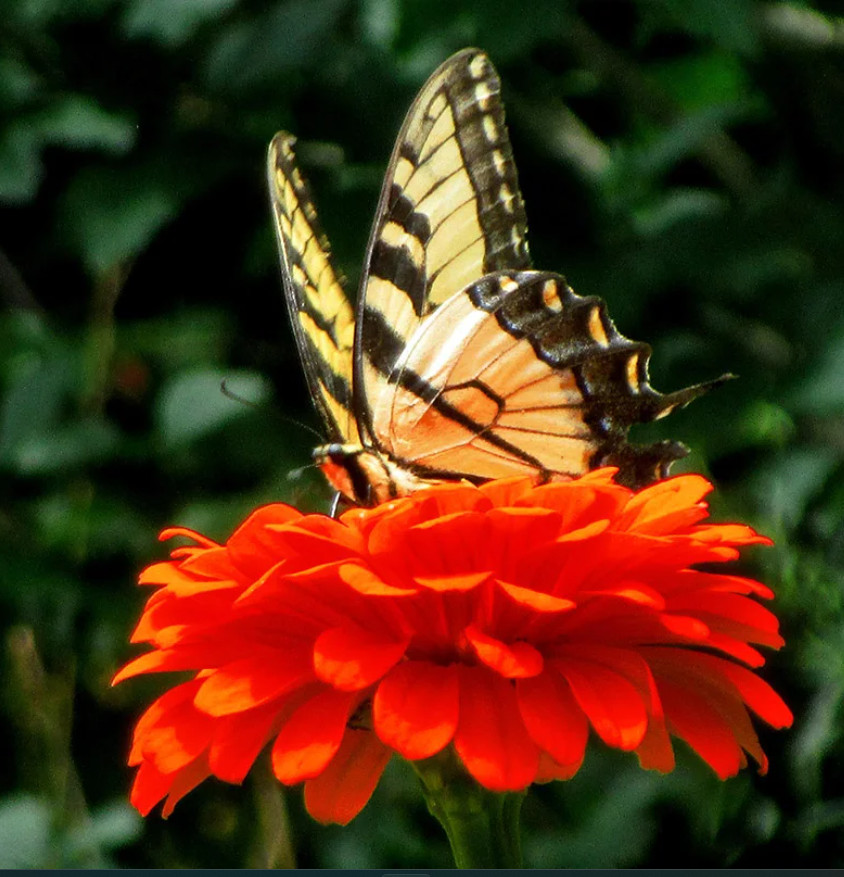Zinnia ORANGE KING Double Songbirds Butterflies Hummingbirds Non-GMO 100 Seeds!