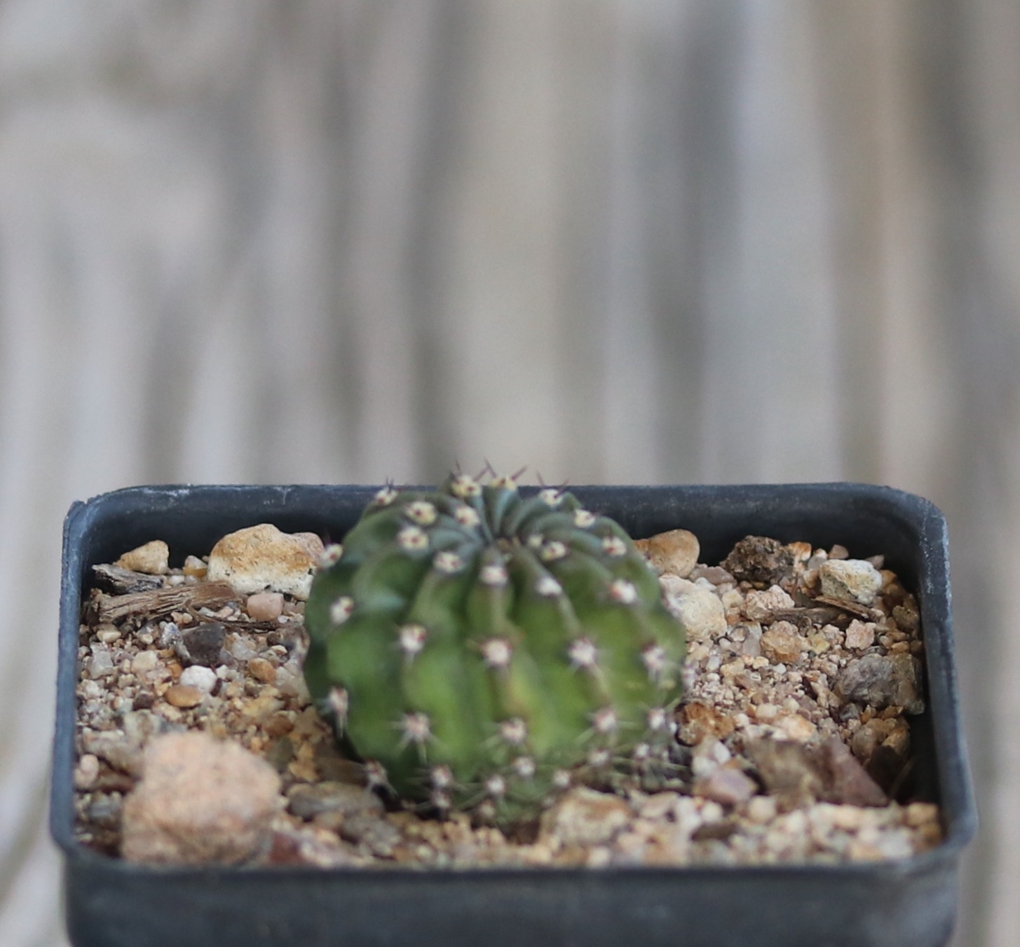 Echinopsis hybrid ‘Meru’
