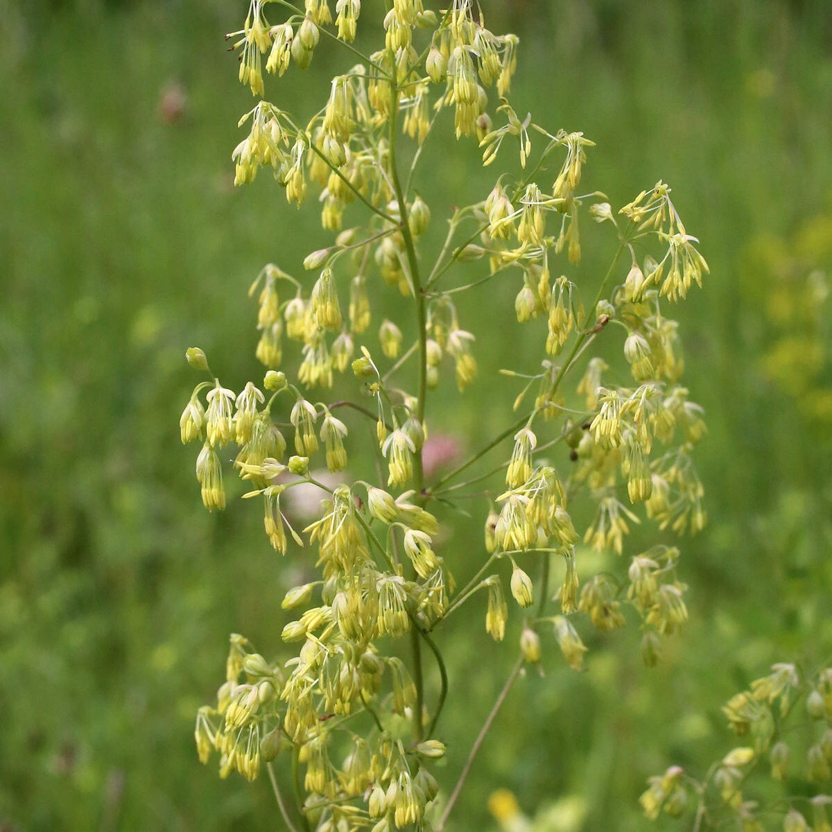 300 Purple Meadow Rue Wildflower Seeds – Everwilde Farms Mylar Seed Packet