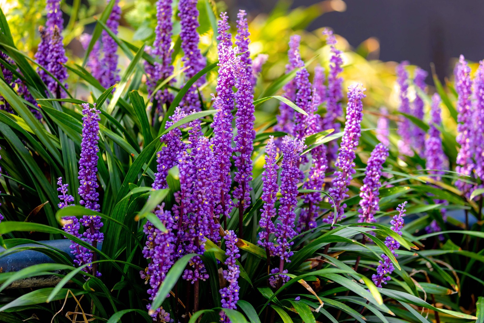 5 LILYTURF Liriope Muscari aka Big Blue Lily Turf / Monkey Grass Flower Seeds