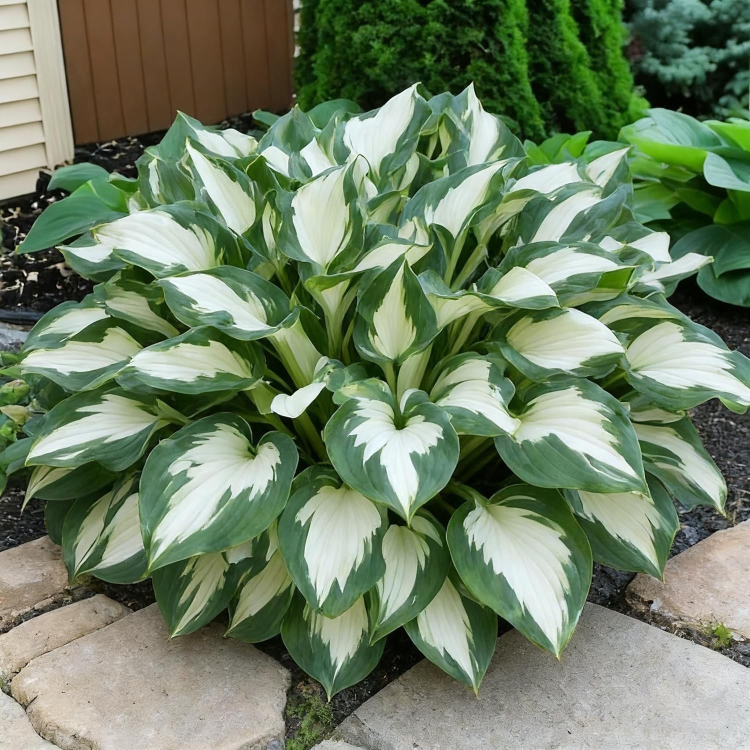 Hosta Seeds for Planting, 200 Heart-Shaped Hosta Bare Roots, Low Maintenance Hos