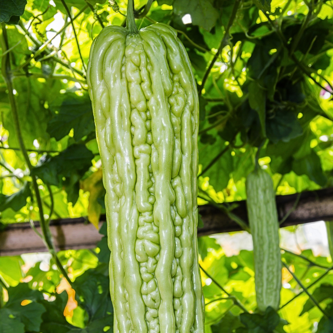 Fresh Bitter Melon Seeds | Tai Guo | Heirloom Non-GMO | Asian Vegetables