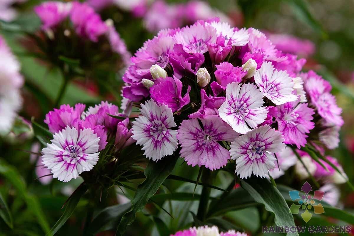 200+ Sweet William Carnation Seeds for Garden Planting – USA – FREE SHIPPING!