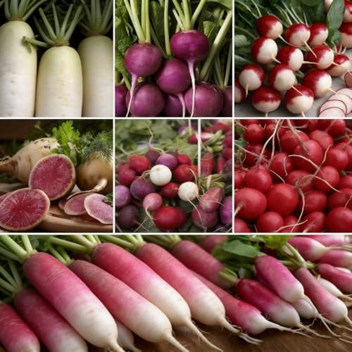 CarpetC 840pcs Mixed Radish Seeds for Planting, Raphanus sativus Variety Pack,