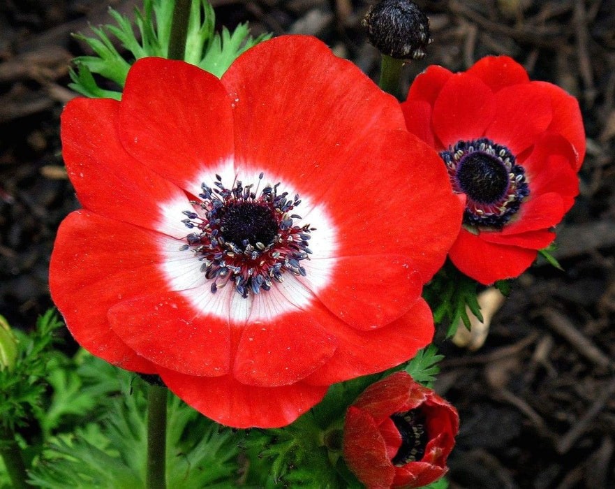 Anemone de Caen bulbs 10