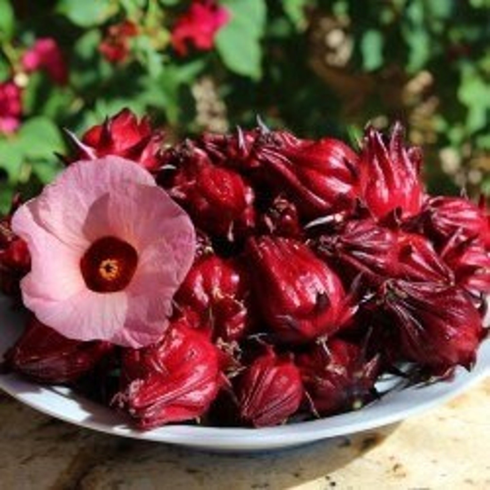 Red Hibiscus Roselle Asian Sour Leaf Seeds Non GMO Heirloom Herb Tea – 25