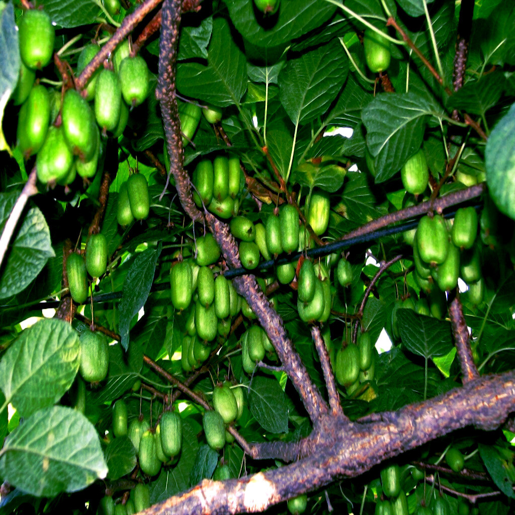Issai Kiwi Seeds Arctic Grape Berry Superfruit Garden Plant Cold Hardy Fast Vine