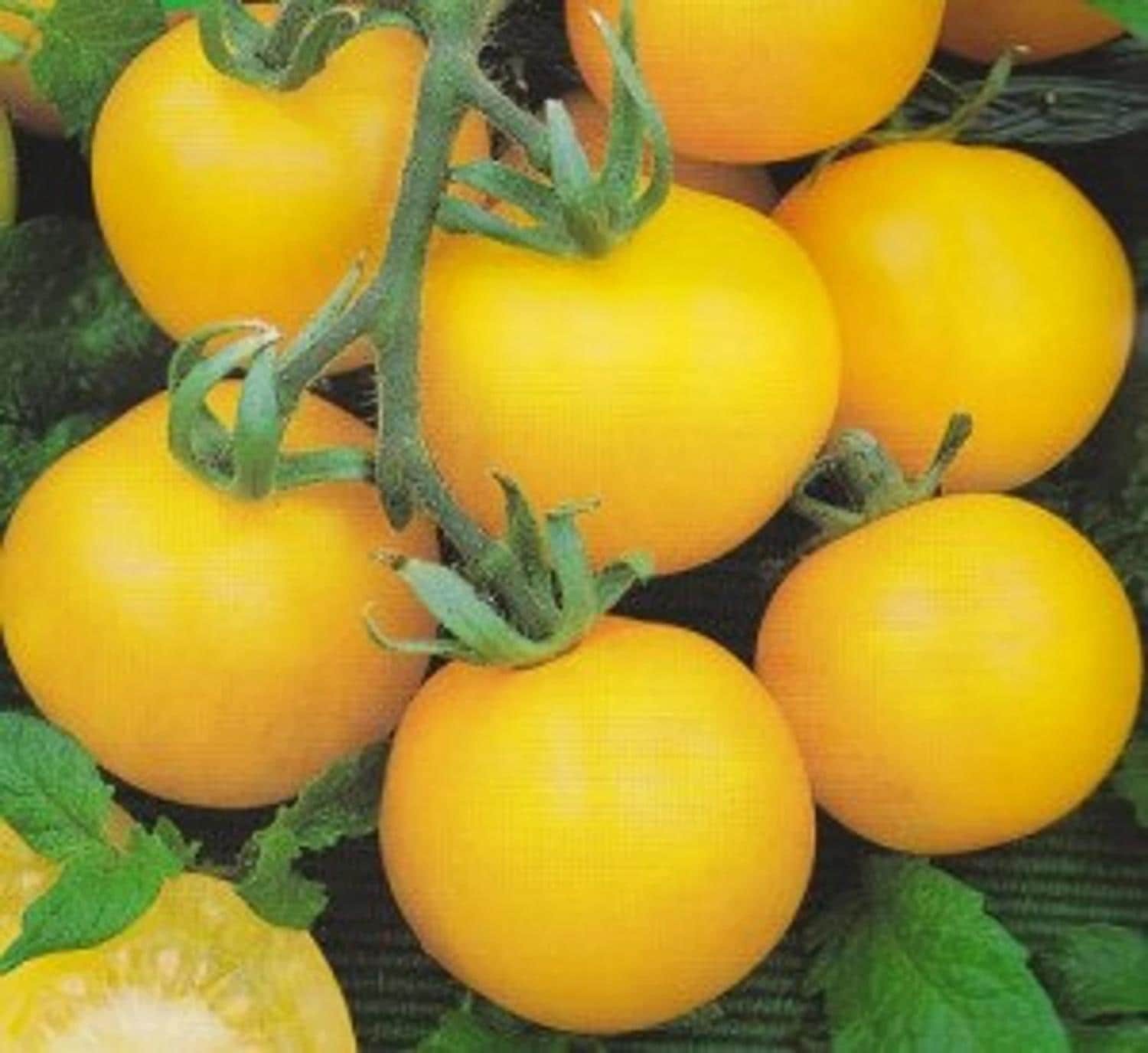 Yellow Wonder, Tomato