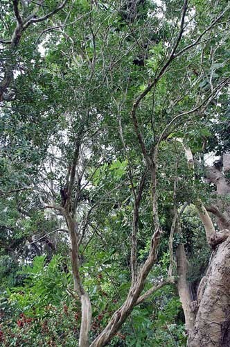 Murraya paniculata Tall Variety | Orange Jasmine | 5 Seeds