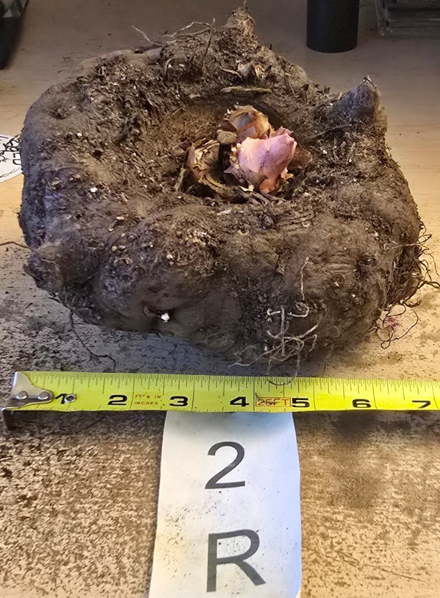 3 LB 9 OZ AMORPHOPHALLUS KONJAC 6.5 INCH BULB TUBER VOODOO LILY RIVIERI AROID