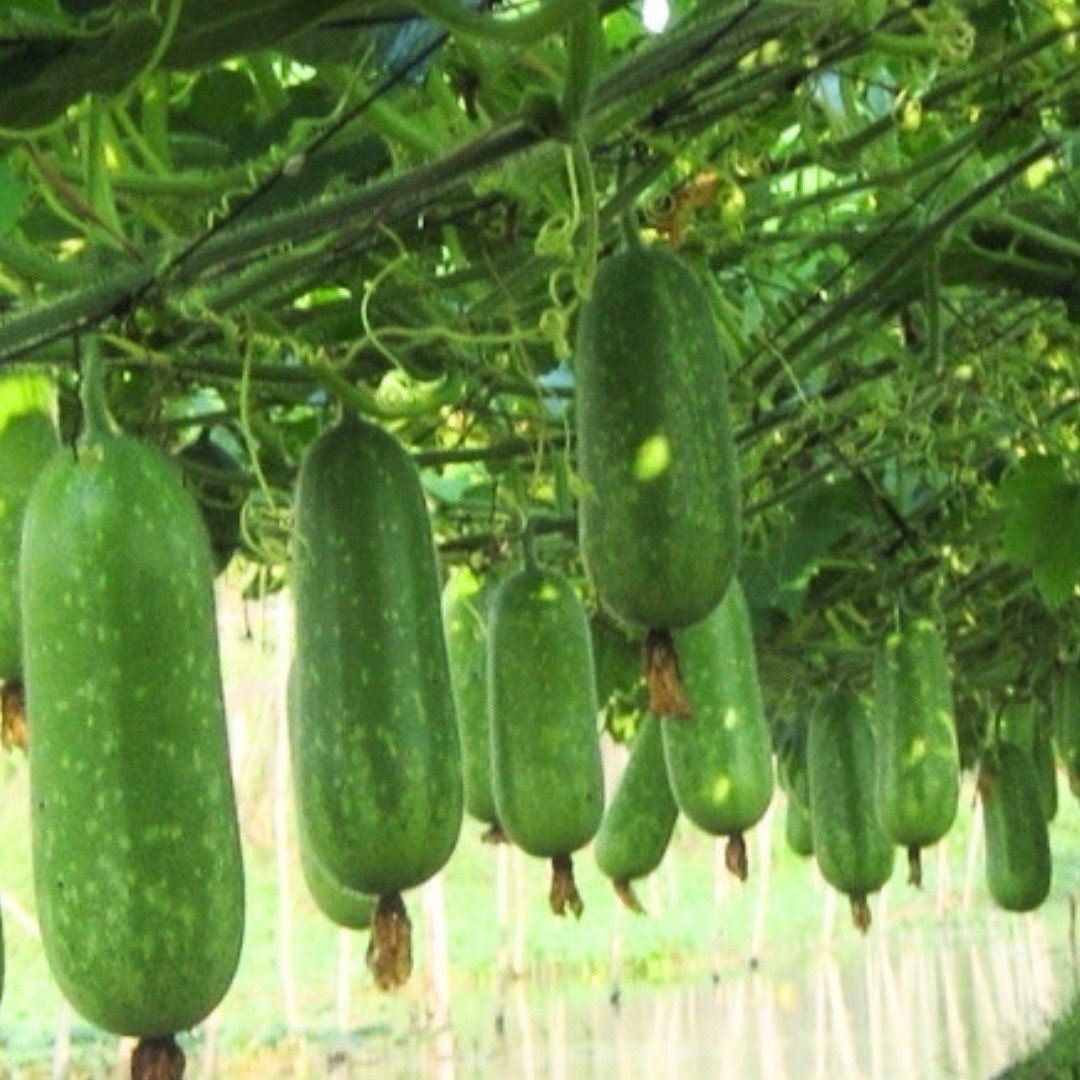 Wax Gourd Seeds – Taj 1 Gram 25+ Seeds
