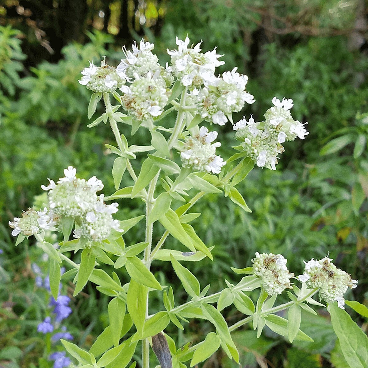 2000 Hairy Mountain Mint Wildflower Seeds – Everwilde Farms Mylar Seed Packet