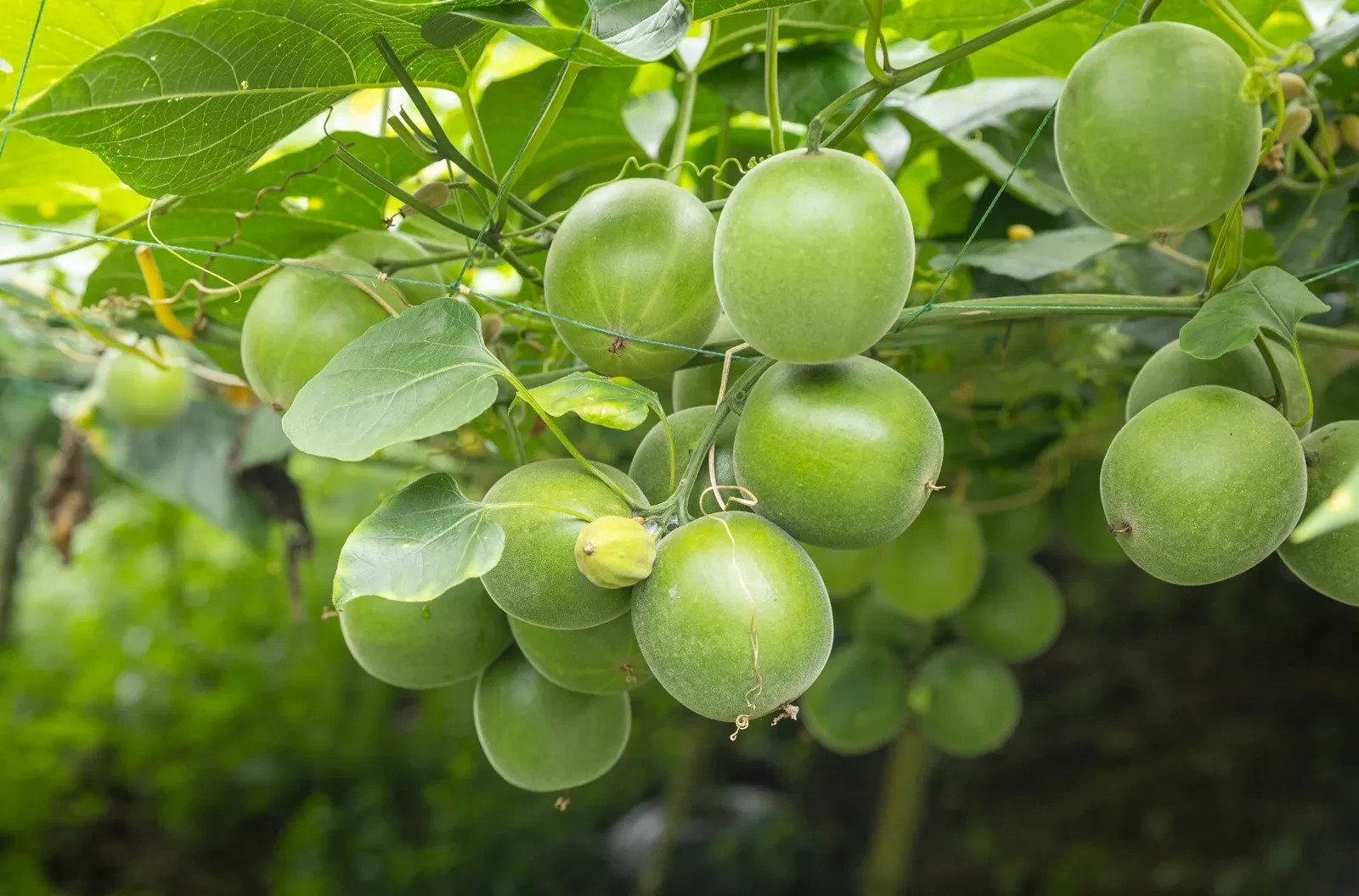 10 Luo Han Guo Seeds (Siraitia grosvenorii) Monk Fruit Plant Sweet Herb Rare