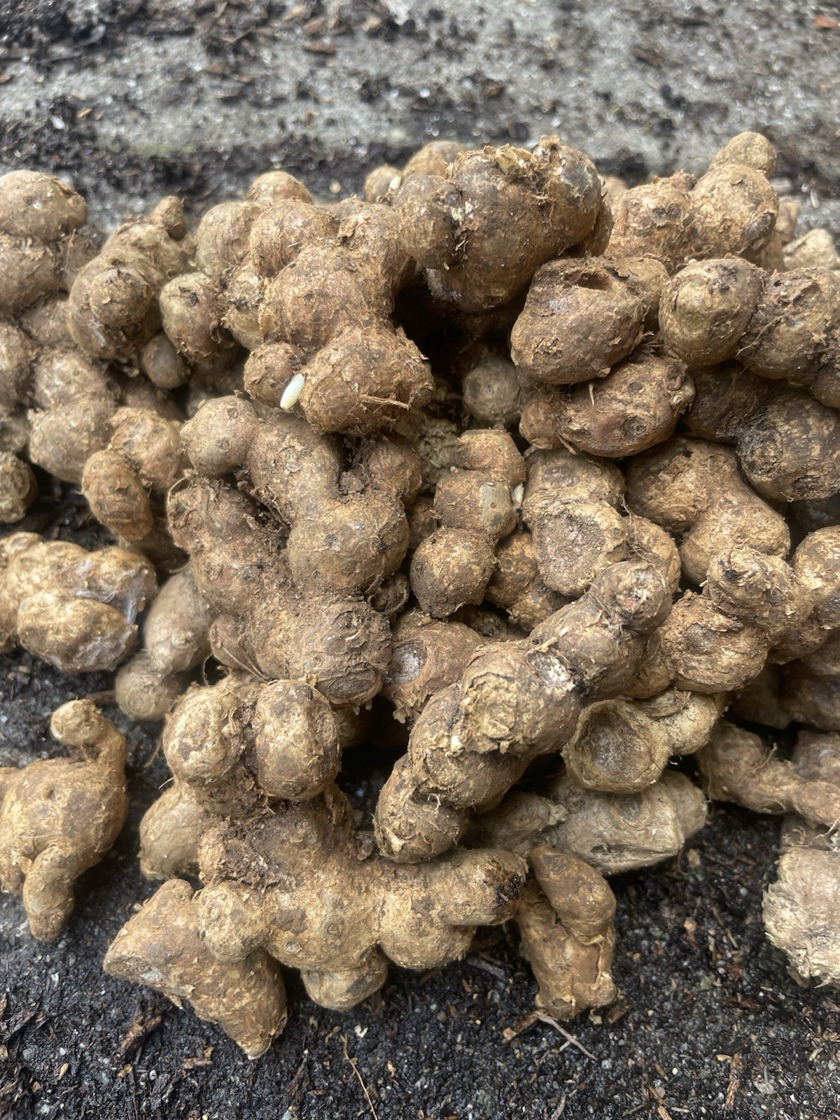 1 Lb Black Ginger For Cooking And For Planting