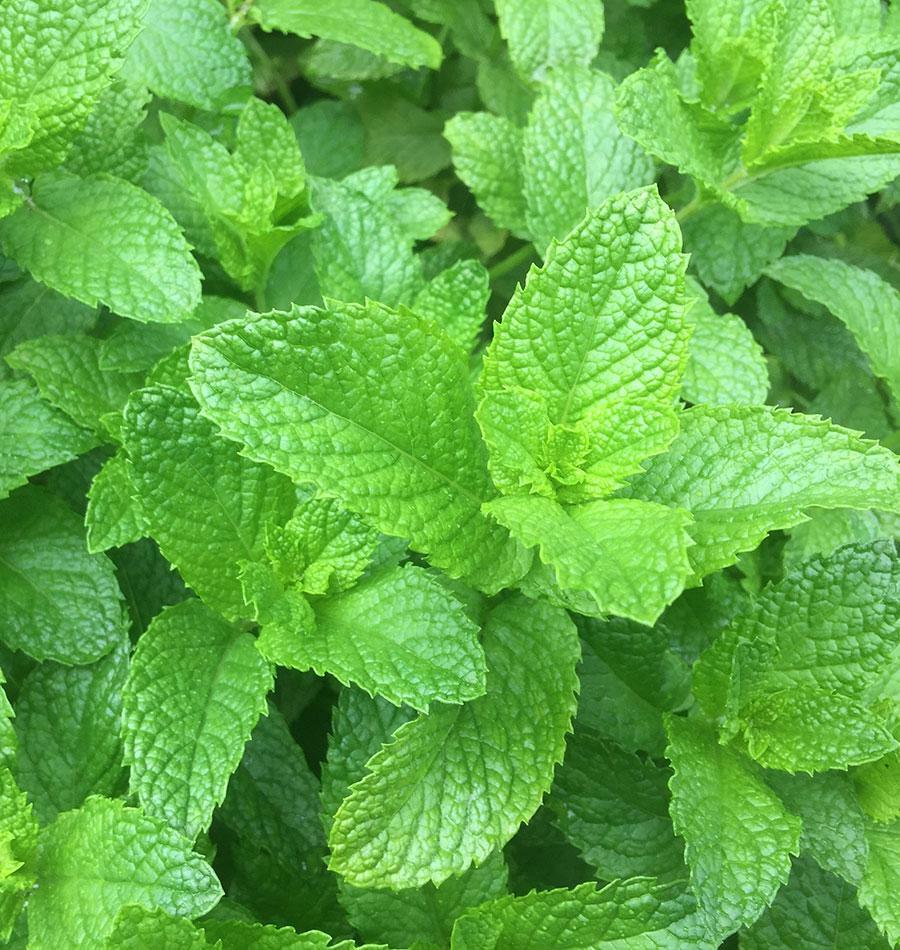 7 CULINARY herb varieties NON-GMO SEEDS GREAT in the KITCHEN ESSENTIAL SURVIVAL!