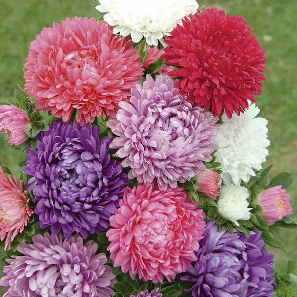 50 Seeds ASTER MILADY MIX Callistephus Dwarf, 10” tall, 3” flowers, fresh