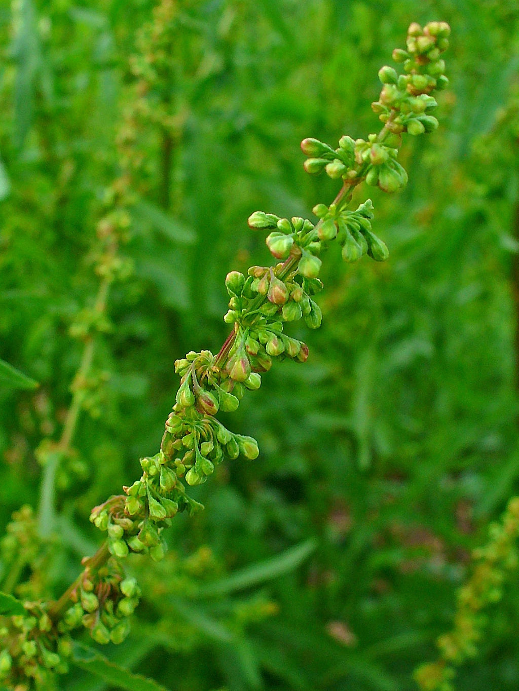 300+ RUMEX CRISPUS Seeds *Free Shipping!* Curly Dock, Yellow Dock, Curled Dock
