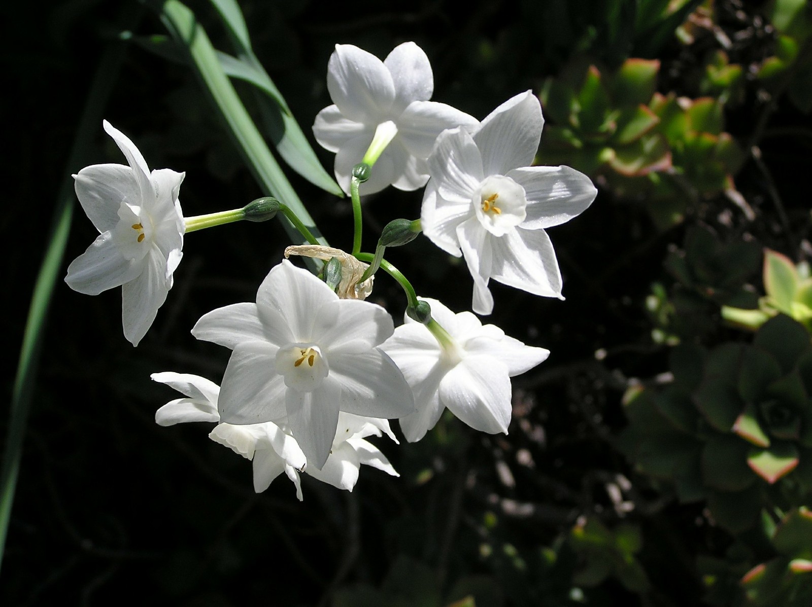 8 Paperwhite Narcissus Flower Bulbs ready to plant