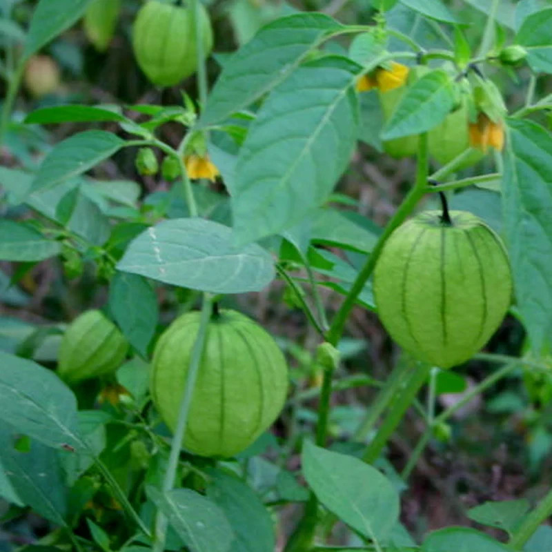 Ground Cherry Tomatillo Seeds 50 Ct Physalis Pruinosa Vegetable HEIRLOOM NON-GMO