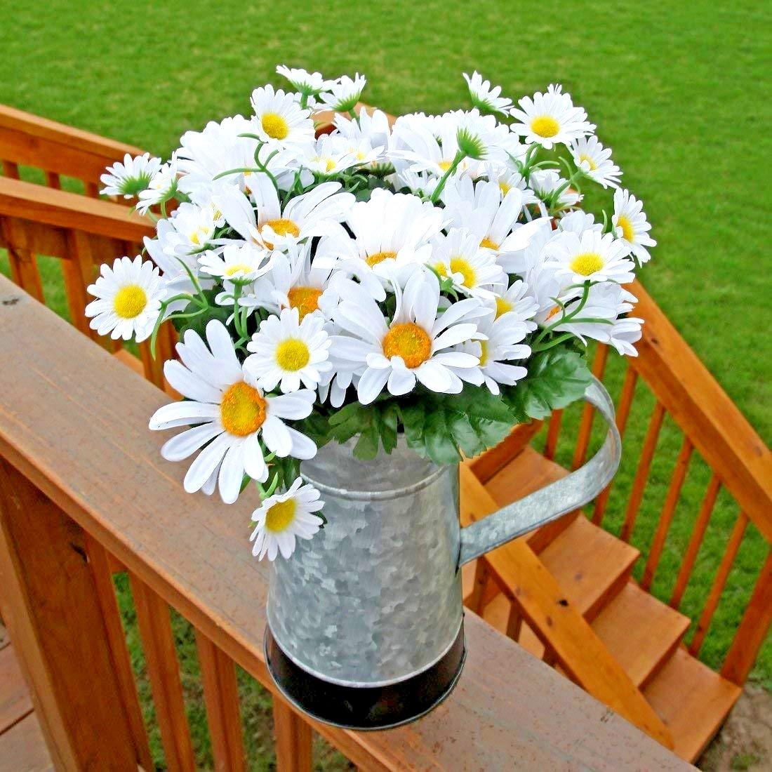 301+SILVER PRINCESS Seeds Dwarf Shasta Daisy Cut Flowers Container Garden Easy
