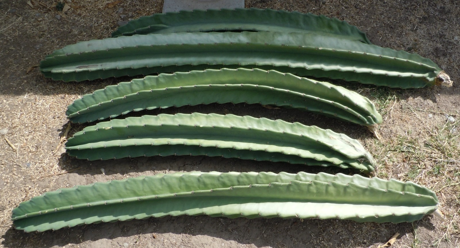 Live Cactus Cuttings – Cereus Repandus Apple Cactus (6 inches)