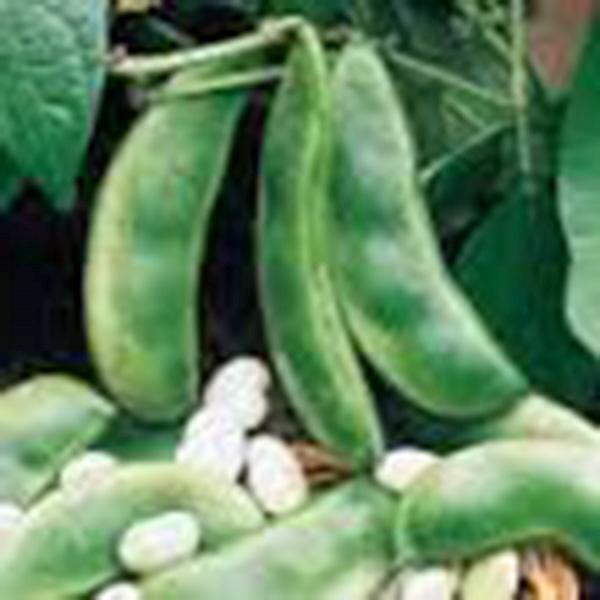 Lima Bean, Henderson Bush, NON Gmo, 20+ Seeds, Great Tasting and Healthy