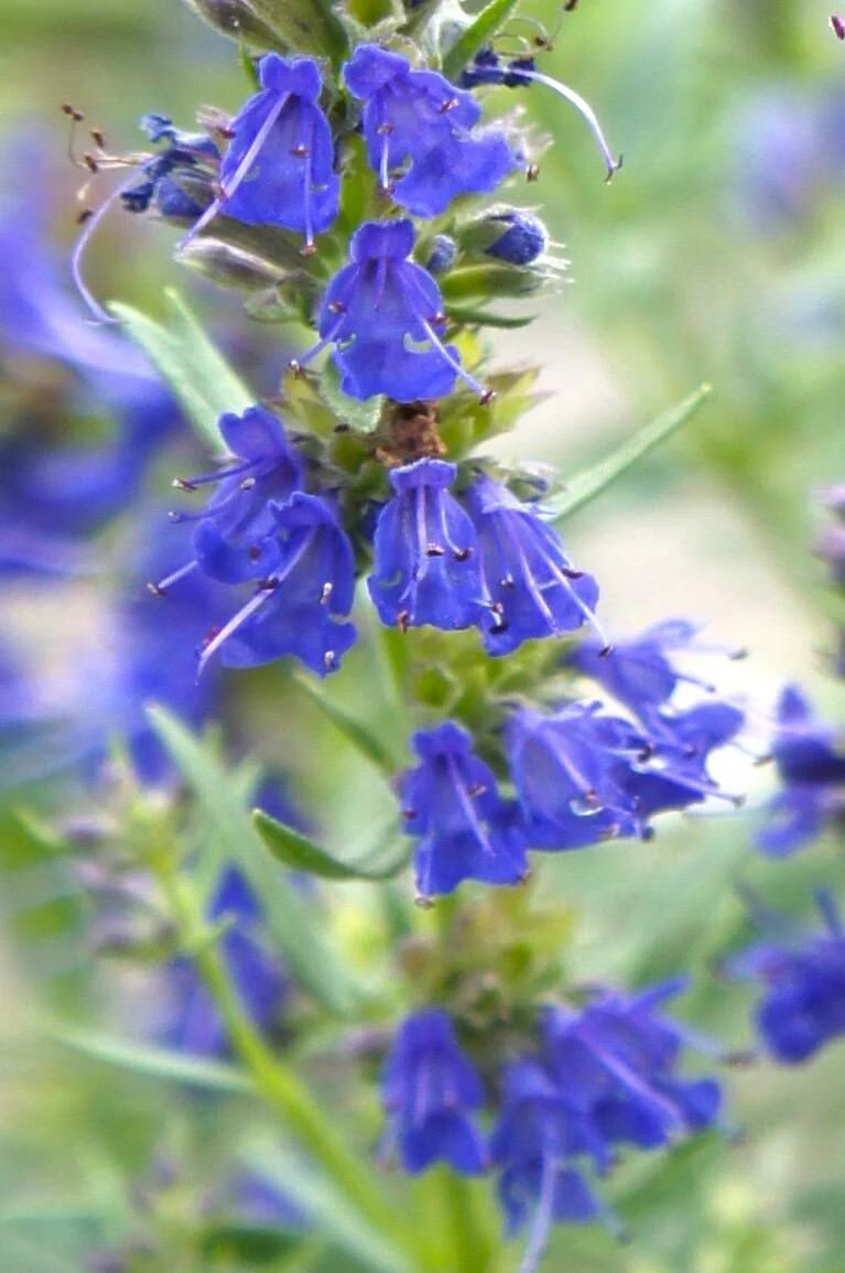 Blue Hyssop Seeds | Hyssopus Officinalis Flower Therapy Medicinal Herb Seed 2024