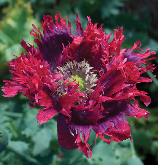 Poppy DRAMA QUEEN Breadseed Frilled Edges Red Purple Flowers Non-GMO 1000 Seeds!