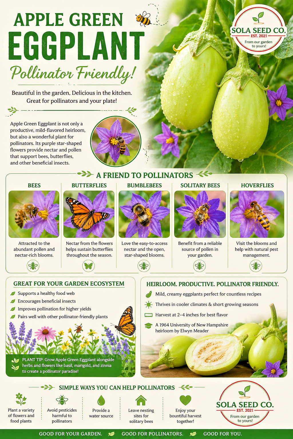 20 Apple Green Eggplant seeds-Solanum Melongena- American Heirloom- Non GMO USA
