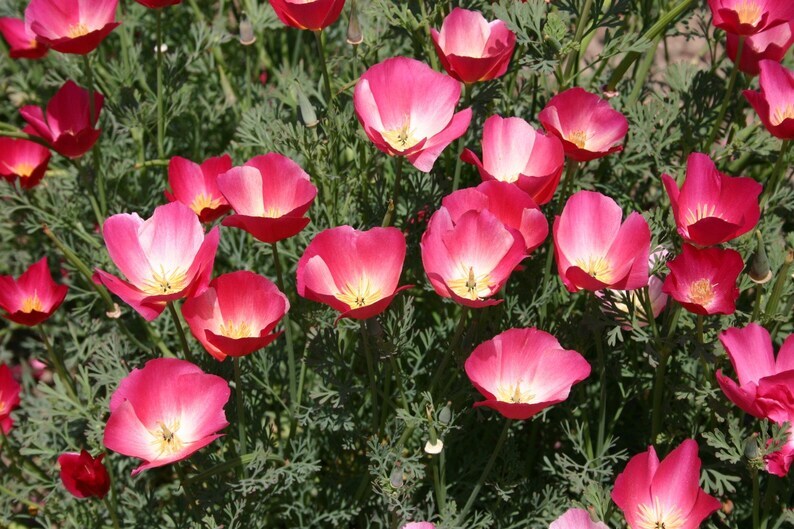 Carmine King California Poppy Seeds 250+ Flower Eschscholzia Californica USA
