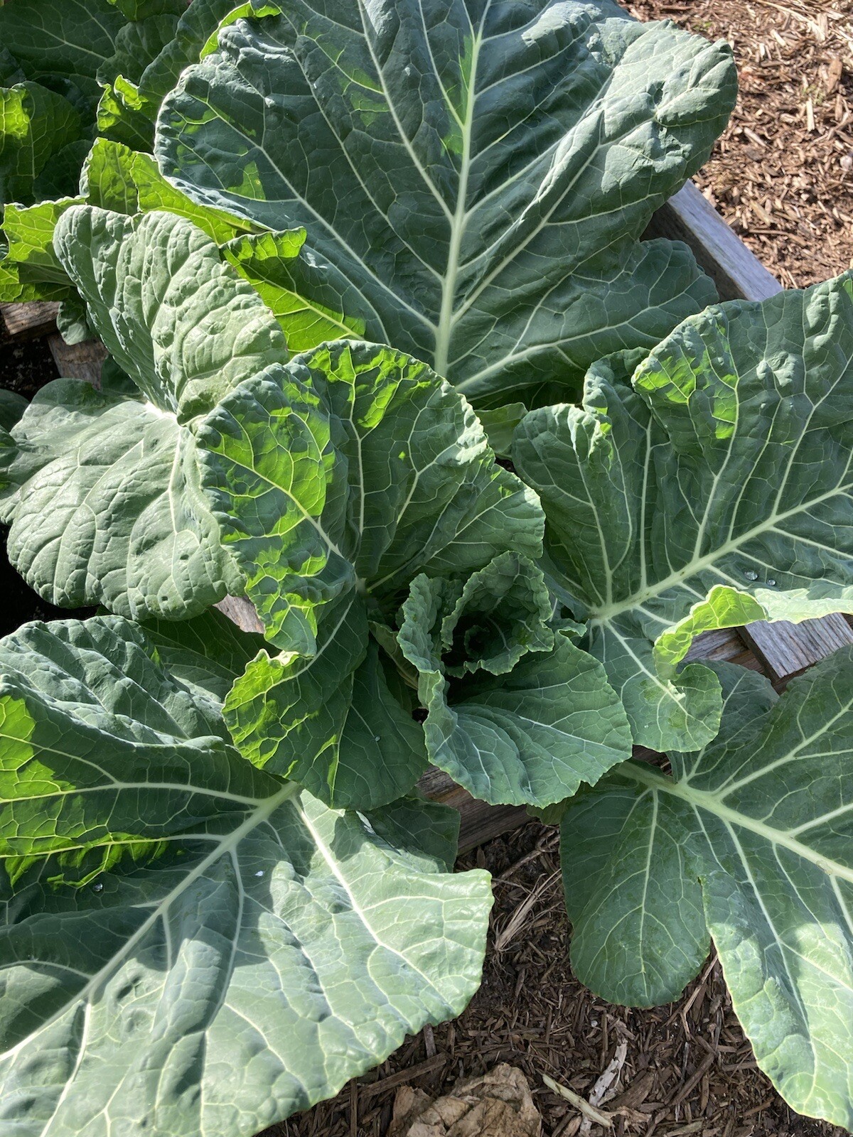 Georgia Southern Collards Fresh Seeds Garden Planting Non-GMO