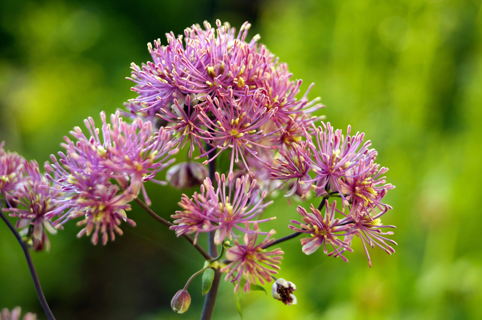 5 COLUMBINE MEADOW RUE Thalictrum Aquilegifolium Purple Pink Flower Seeds
