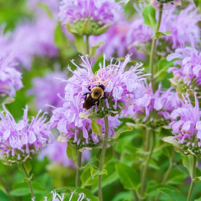 500 + Wild Bergamot Seeds / Bee Balm / Perennial/ Hummingbirds / Bees / Non-GMO