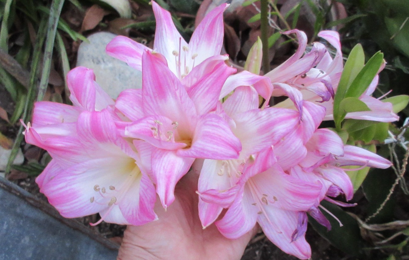 Amaryllis Belladonna Hybrid White with Stripe Dark Pink Tips Naked Lady 1 bulb