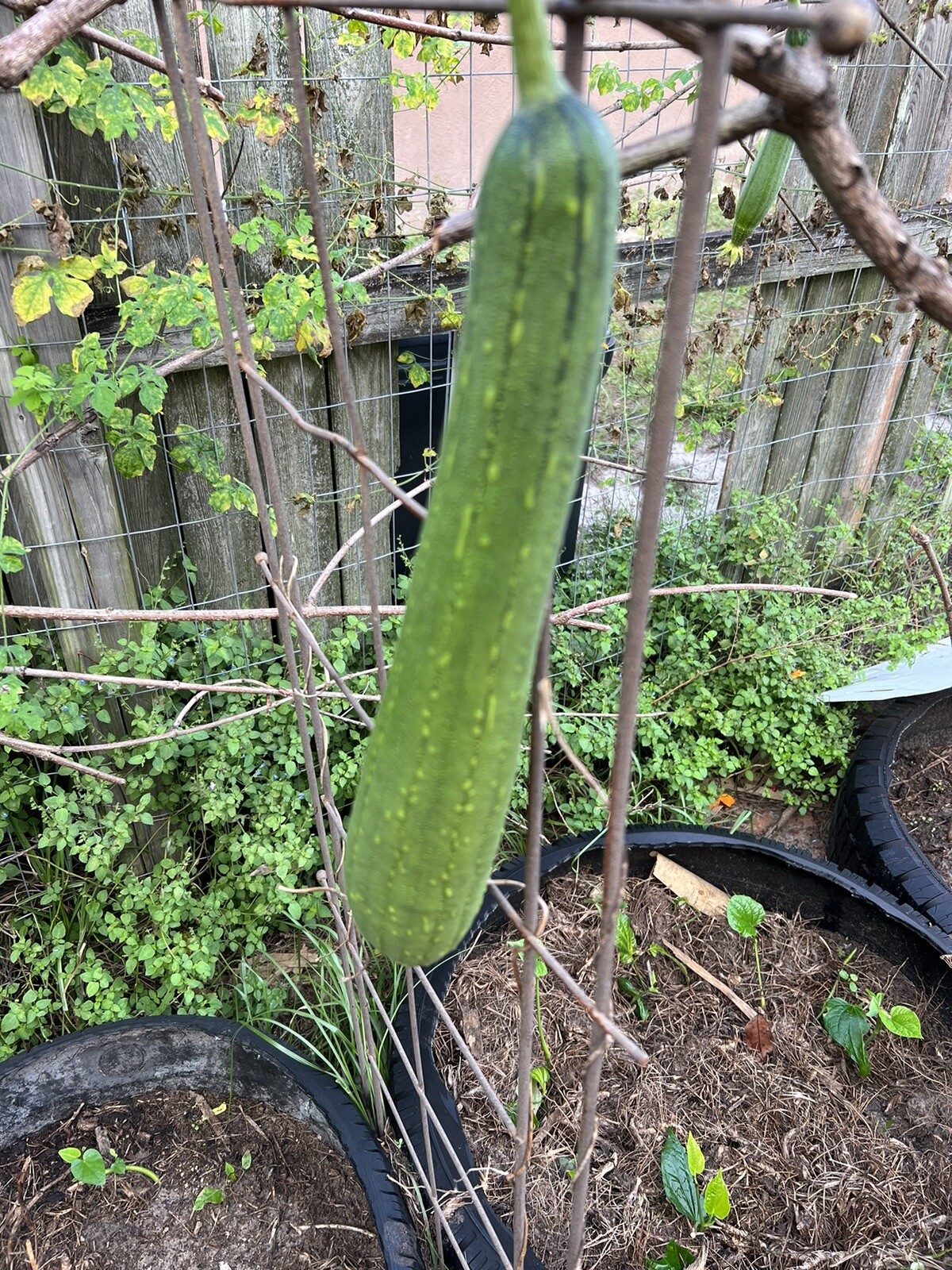 20 Luffa Gourd Seeds / Mướp Hương US Seller