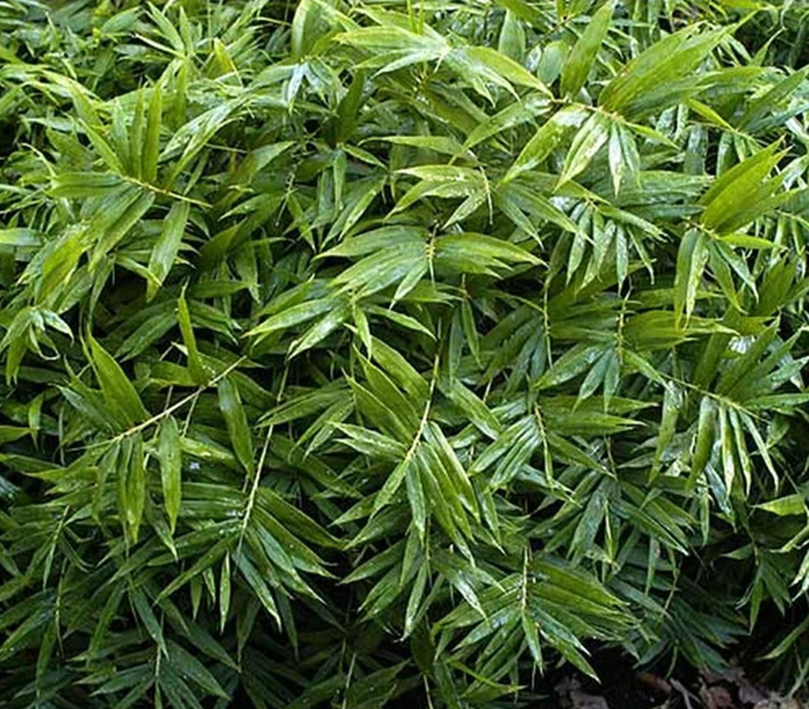 100 Dwarf Fernleaf Bamboo Seeds Perennial Seed Ornamental Privacy US SELLER