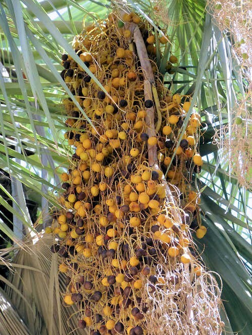 Brahea Armata Blue Hesper Palm Tree (8 Seeds) Rare