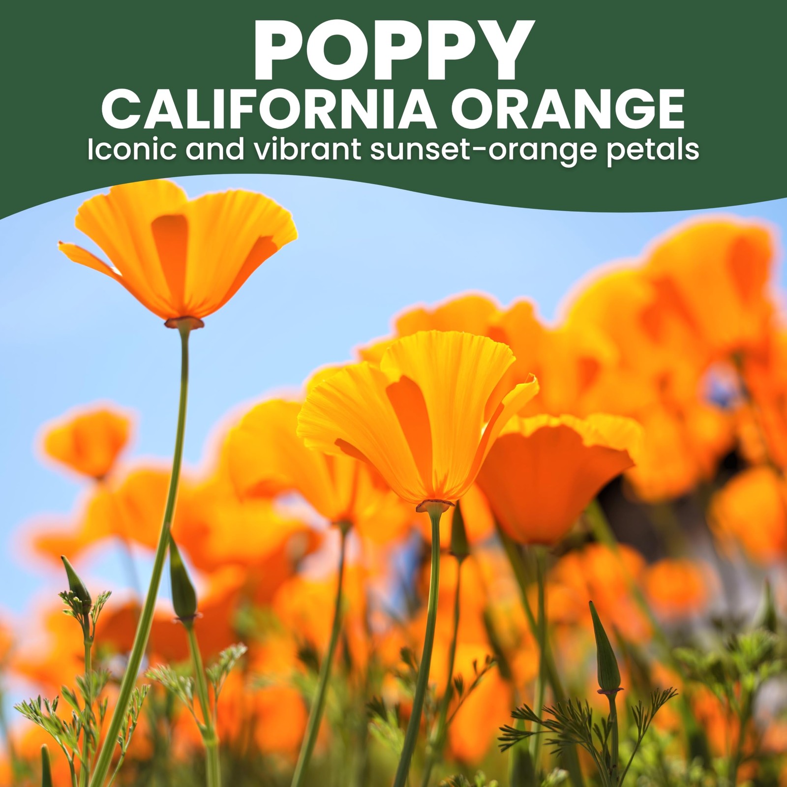 California Poppy Orange – Large 1 Ounce Packet – 1 oz (20,000 Seeds)