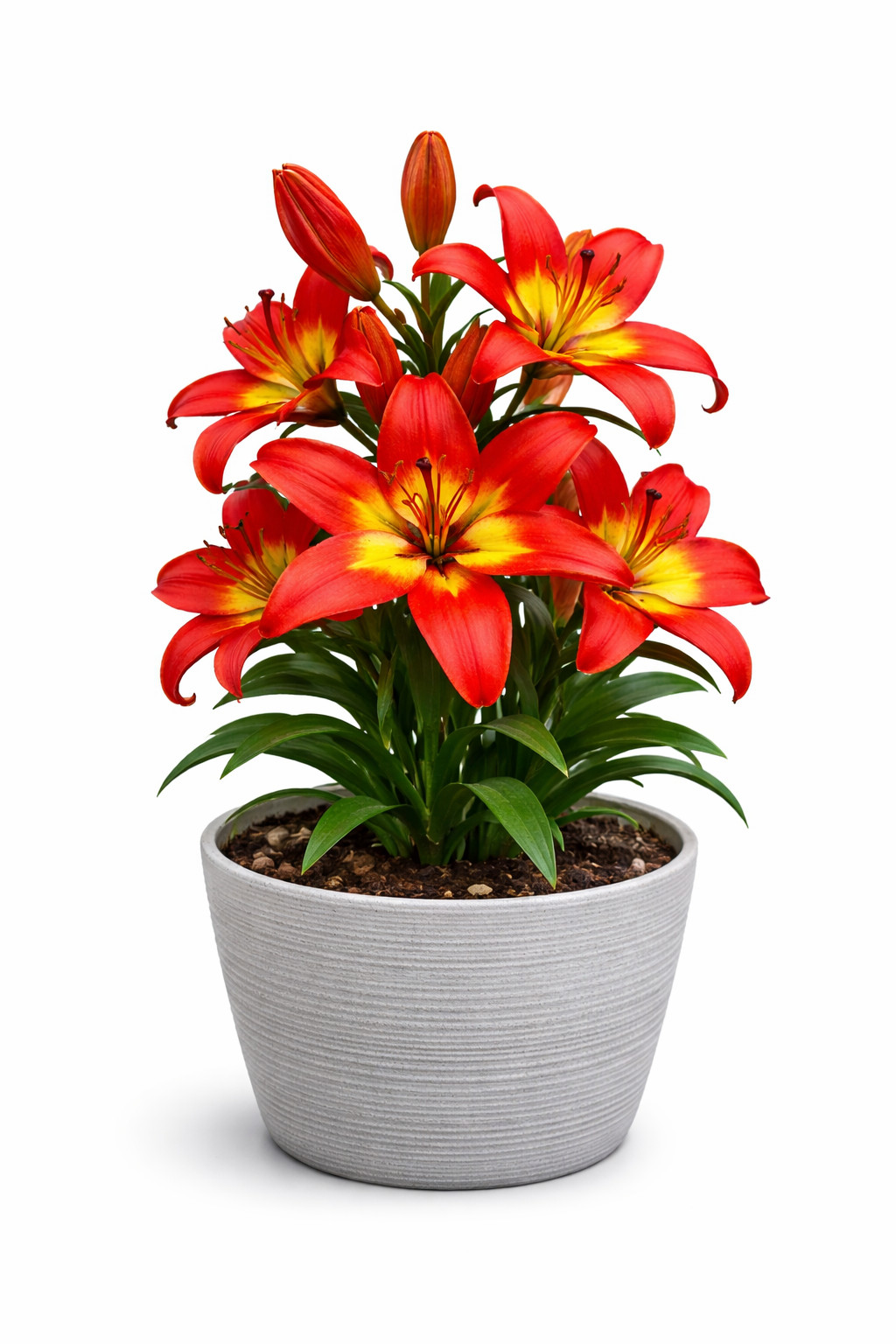 Forever Linda Lily Bulbs for Planting – Striking Crimson and Yellow (5 Bulbs)