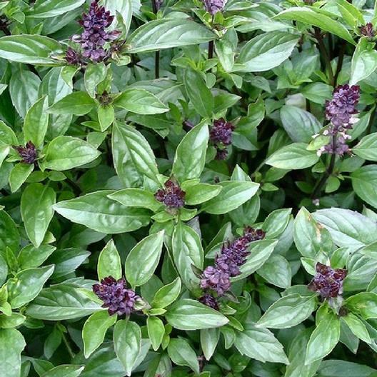 Herb CINNAMON BASIL Cooking Edible Teas Potpourri Italian USA Non-GMO 200 Seeds!