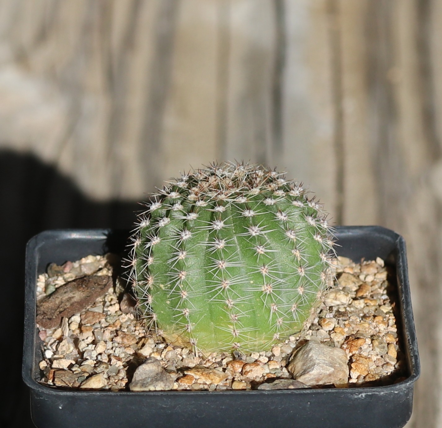 Echinopsis hybrid ‘Morgenzauber’