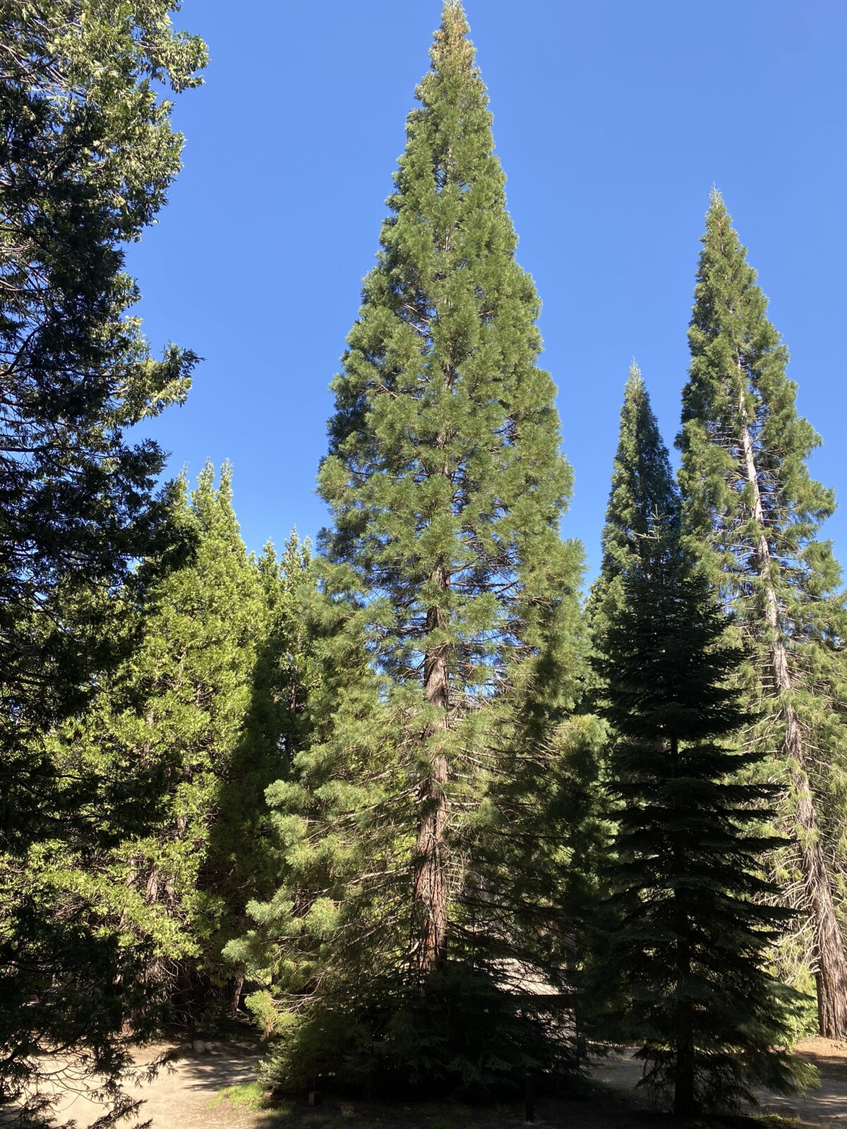 Giant Sequoia (Sequoiadendron giganteum), 25+ seeds, 2024 Harvest