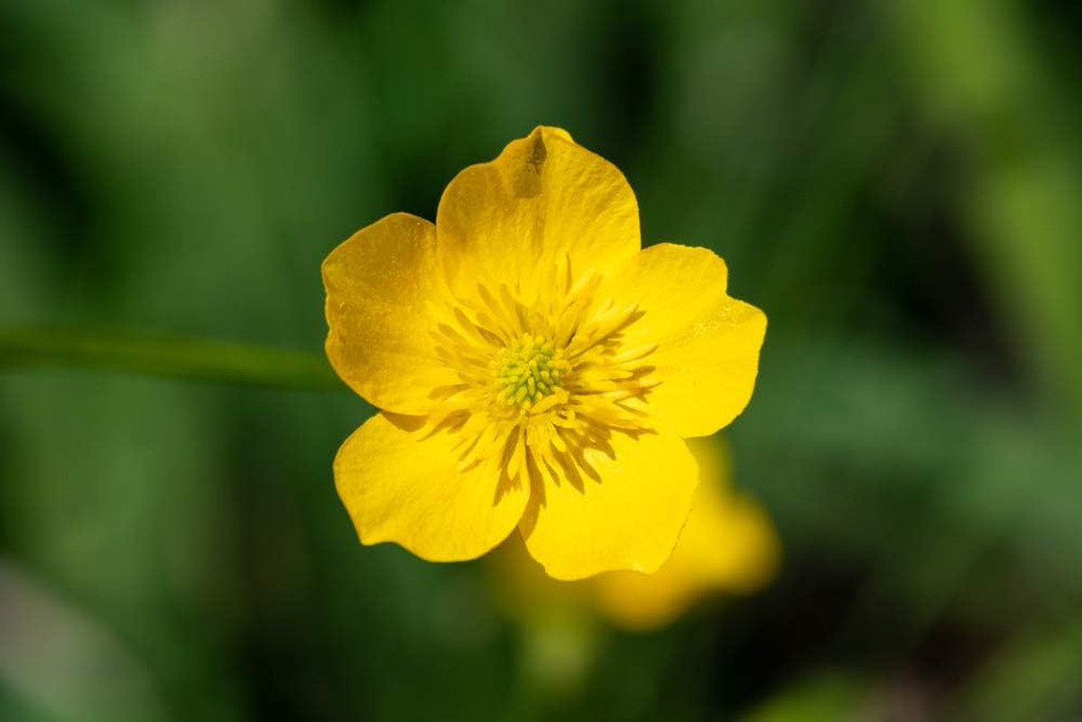 Western Buttercup (Ranunculus Occidentalis) – 250+ Non-Gmo & Heirloom by Isla’