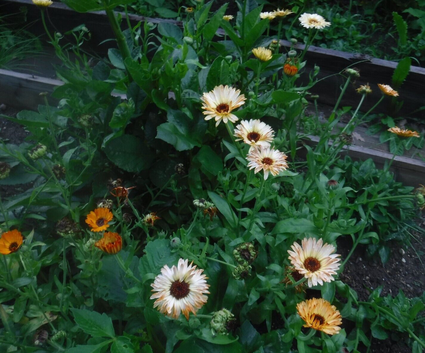 calendula mix 35+ Seeds