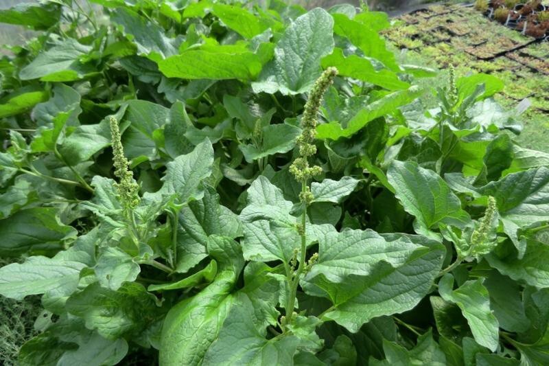 Good King Henry (Chenopodium bonus-henricus) Seeds, organic