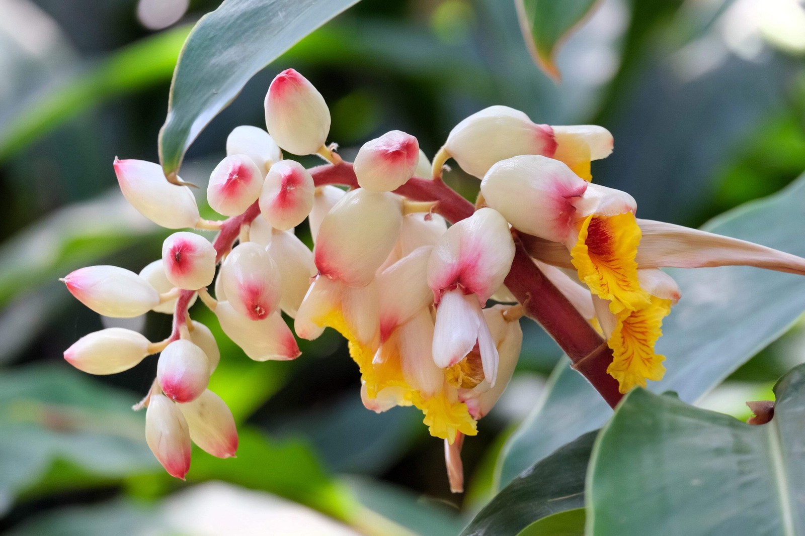 5 KAT GINGER Pink & Yellow Shell Alpinia Katsumadai Hayata Flower Herb Seeds