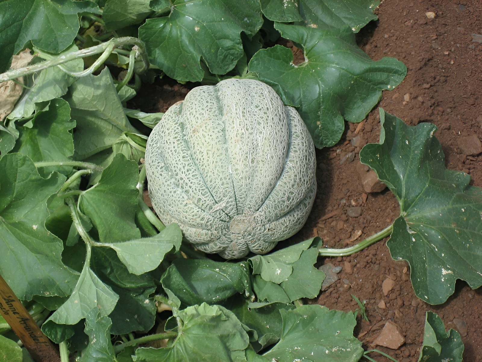 50 Heirloom Planters Jumbo Cantaloupe Seeds – Giant 5-8LB Super Sweet Melon